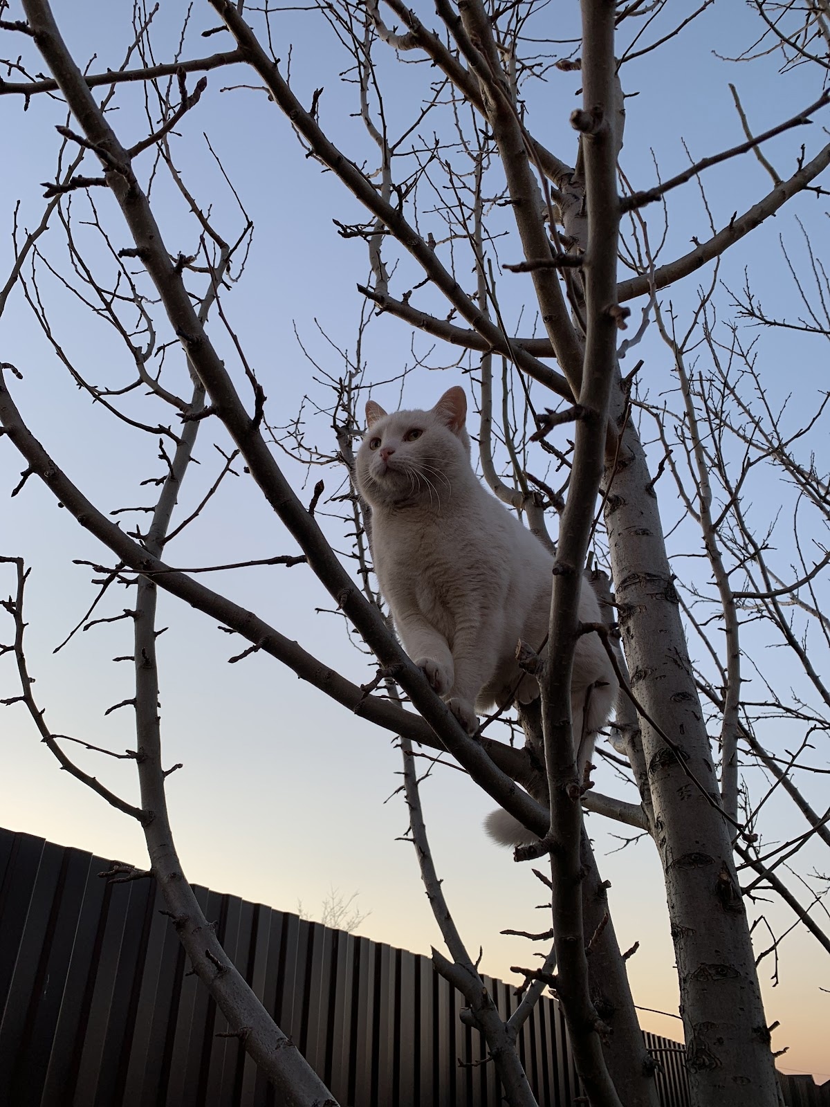 Коты — ПО СК «Самоуправление вне границ»